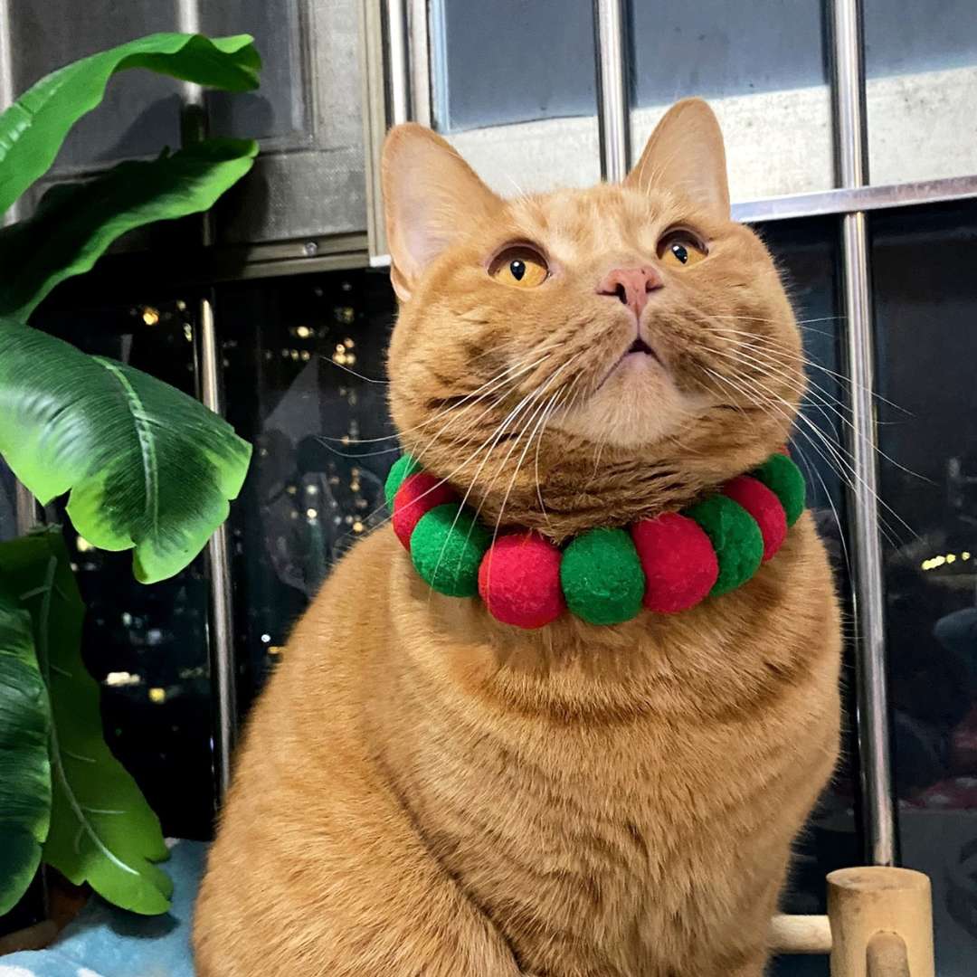 Cute Christmas Pet Collar