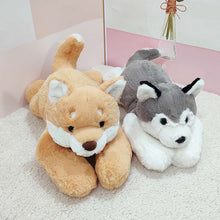 brown Shiba Inu and Husky