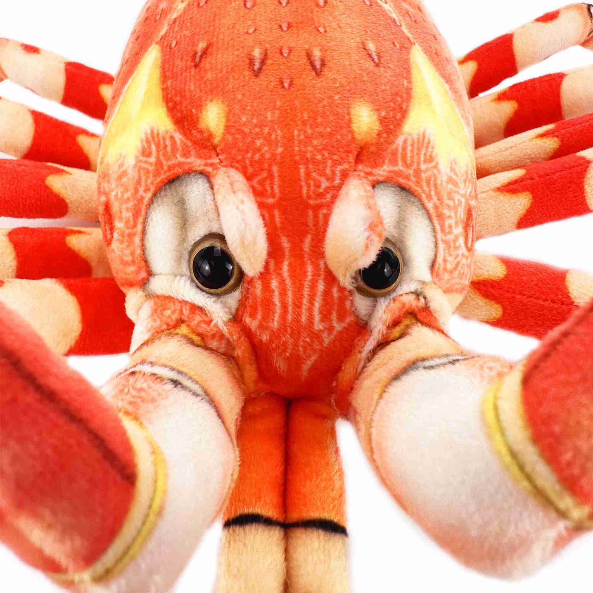 southern rock lobster Jasus edwardsii detail