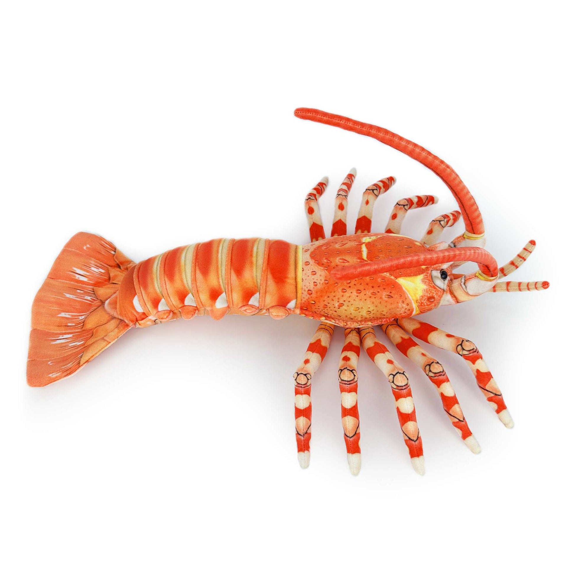 southern rock lobster Jasus edwardsii Australian rock lobster
