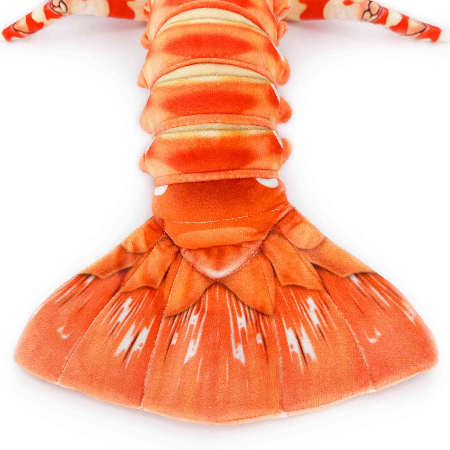 southern rock lobster Jasus edwardsii tail