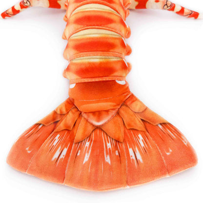 southern rock lobster Jasus edwardsii tail