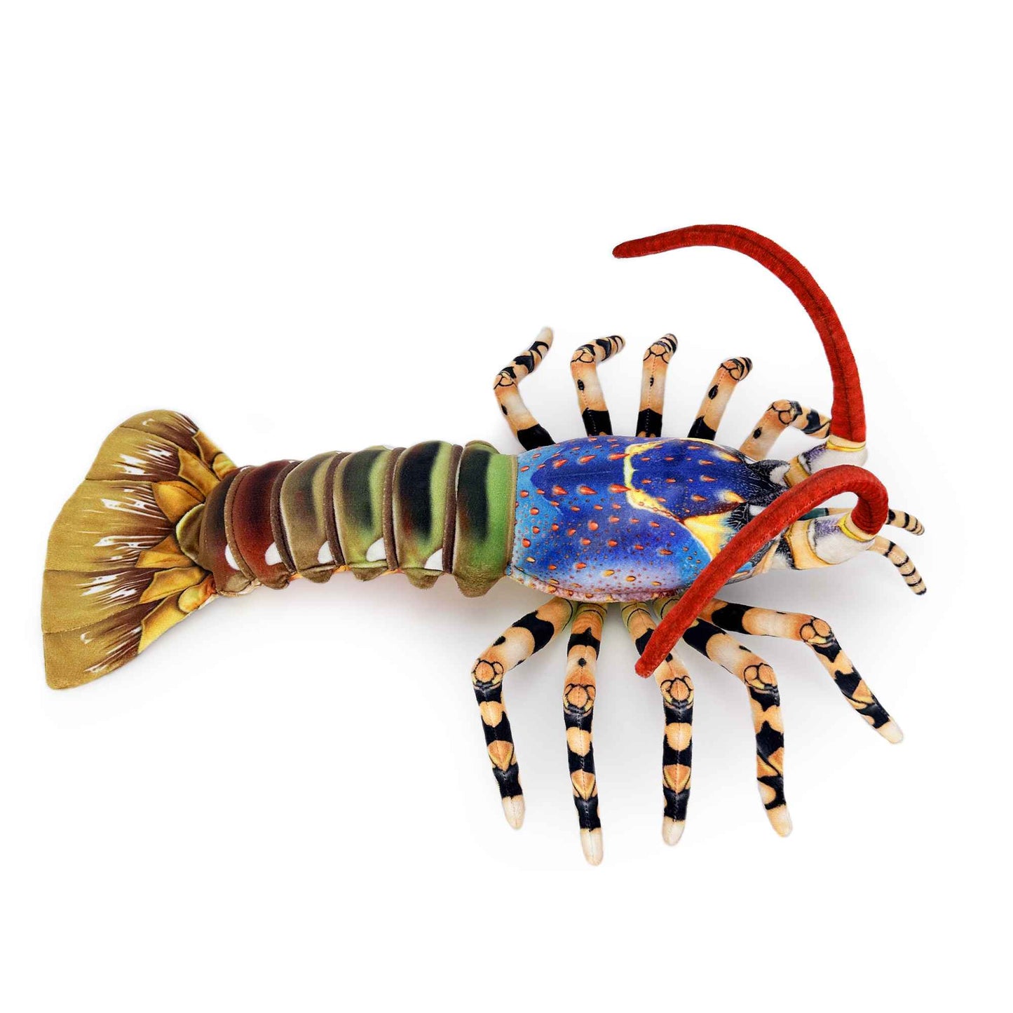 tropical rock lobster Panulirus ornatus